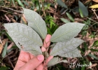 <i>Trigonia nivea</i>  Cambess.  [Trigoniaceae]