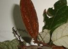 <i>Trigonia nivea</i>  Cambess.  [Trigoniaceae]
