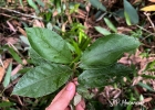 <i>Trigonia nivea</i>  Cambess.  [Trigoniaceae]