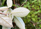 Clique para exibir a imagem e detalhes