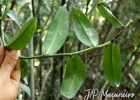 <i>Heteropsis rigidifolia</i> Engl. [Araceae]