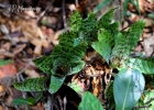 <i>Vriesea guttata</i> Linden & André [Bromeliaceae]