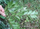 <i>Eugenia kleinii</i> D. Legrand [Myrtaceae]