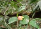 <i>Eugenia kleinii</i> D. Legrand [Myrtaceae]
