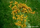 <i>Tournefortia paniculata</i> Cham. [Boraginaceae]