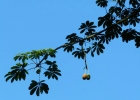 <i>Jacaratia spinosa</i> (Aubl.) DC. [Caricaceae]