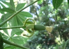 <i>Jacaratia spinosa</i> (Aubl.) DC. [Caricaceae]