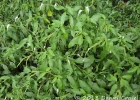 <i>Heliotropium transalpinum</i> Vell. [Boraginaceae]