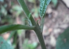 <i>Heliotropium transalpinum</i> Vell. [Boraginaceae]