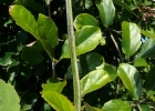 <i>Tynanthus elegans</i> Miers [Bignoniaceae]