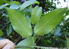 <i>Mansoa difficilis</i> (Cham.) Bureau & K.Schum. [Bignoniaceae]