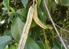<i>Mansoa difficilis</i> (Cham.) Bureau & K.Schum. [Bignoniaceae]