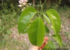 <i>Fridericia mutabilis</i> (Bureau & K.Schum.) L.G.Lohmann [Bignoniaceae]