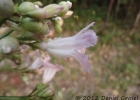 <i>Fridericia mutabilis</i> (Bureau & K.Schum.) L.G.Lohmann [Bignoniaceae]