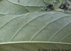 <i>Didymopanax morototoni</i> (Aubl.) Decne. & Planch. [Araliaceae]