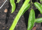 <i>Cuspidaria convoluta</i> (Vell.) A.H.Gentry [Bignoniaceae]