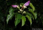 <i>Amphilophium paniculatum</i> (L.) Kunth [Bignoniaceae]