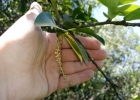 <i>Sebastiania serrata</i> (Klotzch) Müll.Arg. [Euphorbiaceae]