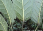 <i>Didymopanax morototoni</i> (Aubl.) Decne. & Planch. [Araliaceae]