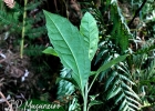 <i>Vernonanthura montevidensis</i> (Spreng.) H.Rob. [Asteraceae]