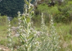 <i>Vernonanthura chamaedrys</i> (Less.) H.Rob. [Asteraceae]
