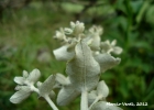 <i>Vernonanthura chamaedrys</i> (Less.) H.Rob. [Asteraceae]
