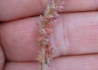 <i>Crassula connata</i> (Ruiz & Pavón) A. Berger [Crassulaceae]