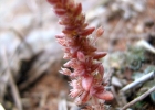 <i>Crassula connata</i> (Ruiz & Pavón) A. Berger [Crassulaceae]