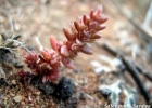 <i>Crassula connata</i> (Ruiz & Pavón) A. Berger [Crassulaceae]