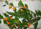 <i>Eugenia rostrifolia</i> D.Legrand [Myrtaceae]