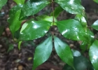 <i>Eugenia rostrifolia</i> D.Legrand [Myrtaceae]
