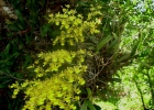 <i>Gomesa macronyx</i> (Rchb.f.) M.W.Chase & N.H.Williams [Orchidaceae]