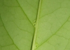 <i>Citronella paniculata</i> (Mart.) Howard [Cardiopteridaceae]