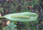 <i>Spathicarpa lanceolata</i> Engl. [Araceae]