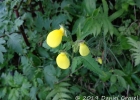 <i>Calceolaria tripartita</i> Ruiz & Pav. [Calceolariaceae]
