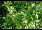 <i>Pachystroma longifolium</i> (Nees) I.M.Johnst. [Euphorbiaceae]