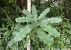 <i>Pachystroma longifolium</i> (Nees) I.M.Johnst. [Euphorbiaceae]