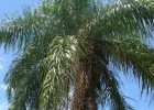 <i>Acrocomia aculeata</i> (Jacq.) Lodd. ex Mart. [Arecaceae]