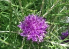 <i>Lessingianthus intermedius</i> (DC.) Dematt. [Asteraceae]