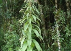 <i>Lessingianthus glabratus</i> (Less.) H.Rob. [Asteraceae]
