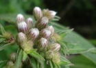 <i>Lessingianthus glabratus</i> (Less.) H.Rob. [Asteraceae]