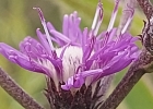 <i>Chrysolaena flexuosa</i> (Sims) H.Rob. [Asteraceae]