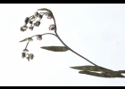 <i>Chrysolaena flexuosa</i> (Sims) H.Rob. [Asteraceae]
