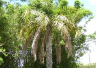 <i>Butyagrus x nabonnandii</i> (Prosch.) Vorster [Arecaceae]