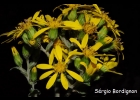 <i>Dendrophorbium catharinense</i> (Dusén ex Cabrera) C.Jeffrey [Asteraceae]