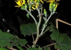 <i>Dendrophorbium catharinense</i> (Dusén ex Cabrera) C.Jeffrey [Asteraceae]