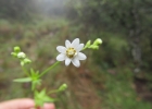 <i>Pamphalea araucariophila</i> Cabrera [Asteraceae]