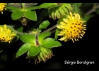 <i>Smallanthus riograndensis</i> Mondin [Asteraceae]
