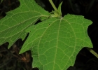 <i>Smallanthus araucariophilus</i> Mondin [Asteraceae]