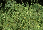 <i>Smallanthus araucariophilus</i> Mondin [Asteraceae]